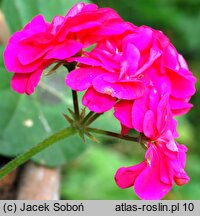 Pelargonium peltatum Pacyfic Lavender