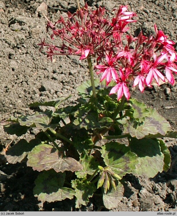 Pelargonium hort. Brockbury Scarlet