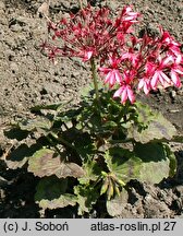 Pelargonium hort. Brockbury Scarlet