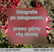 Pelargonium hort. Brockbury Scarlet