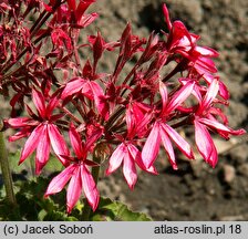 Pelargonium hort. Brockbury Scarlet