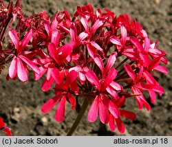 Pelargonium hort. Brockbury Scarlet