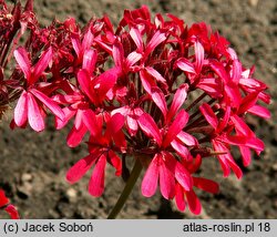 Pelargonium hort. Brockbury Scarlet