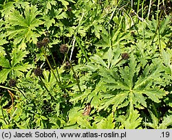 Trollius altissimus (pełnik alpejski)