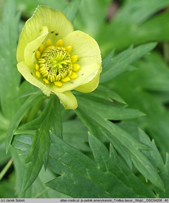 Trollius laxus (pełnik amerykański)