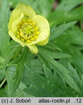 Trollius laxus (pełnik amerykański)