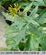 Trollius laxus (pełnik amerykański)