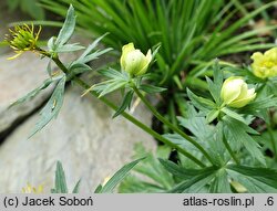 Trollius laxus (pełnik amerykański)