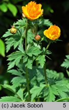 Trollius chinensis Goldkonigin