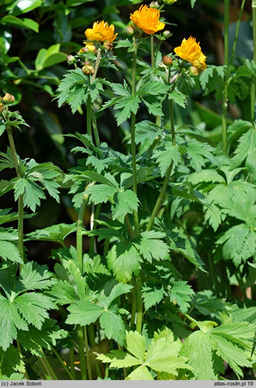 Trollius chinensis Goldkonigin