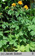 Trollius chinensis Goldkonigin