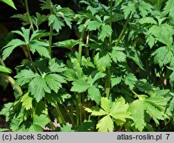 Trollius chinensis Goldkonigin