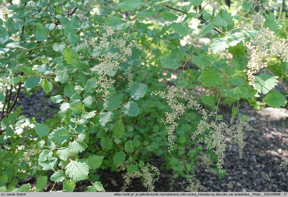 Holodiscus discolor ariifolius