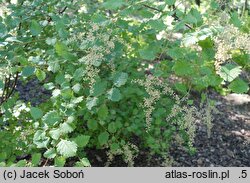 Holodiscus discolor ariifolius