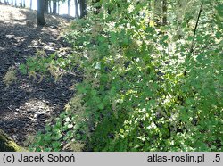 Holodiscus discolor ariifolius