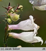 Penstemon cobaea (penstemon Coby)