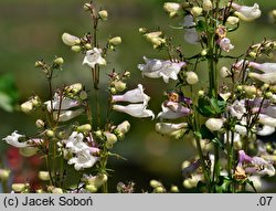 Penstemon cobaea (penstemon Coby)