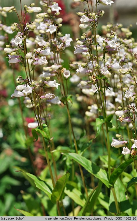 Penstemon cobaea (penstemon Coby)