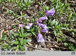 Penstemon menziesii (penstemon Menziesa)