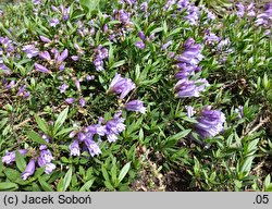 Penstemon menziesii (penstemon Menziesa)