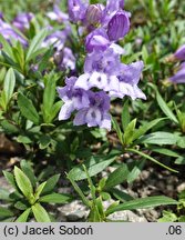 Penstemon menziesii (penstemon Menziesa)