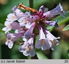 Penstemon confertus