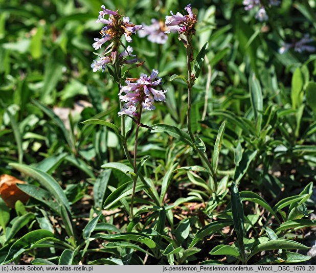 Penstemon confertus