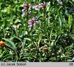 Penstemon confertus