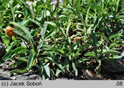 Penstemon confertus