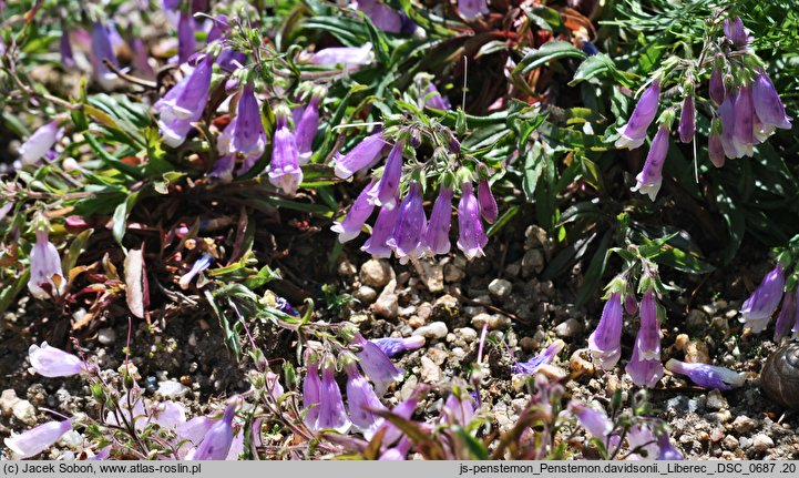 Penstemon davidsonii