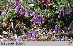 Penstemon davidsonii