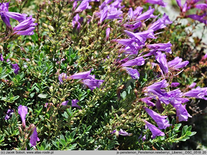 Penstemon newberryi