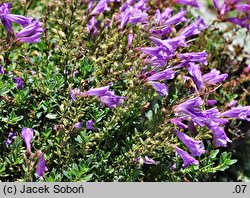 Penstemon newberryi