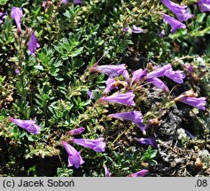 Penstemon newberryi