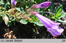 Penstemon newberryi