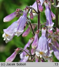 Penstemon procerus