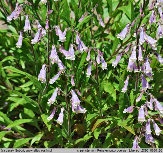 Penstemon procerus