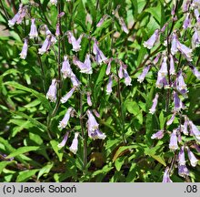 Penstemon procerus