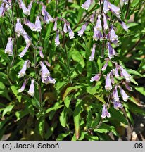 Penstemon procerus