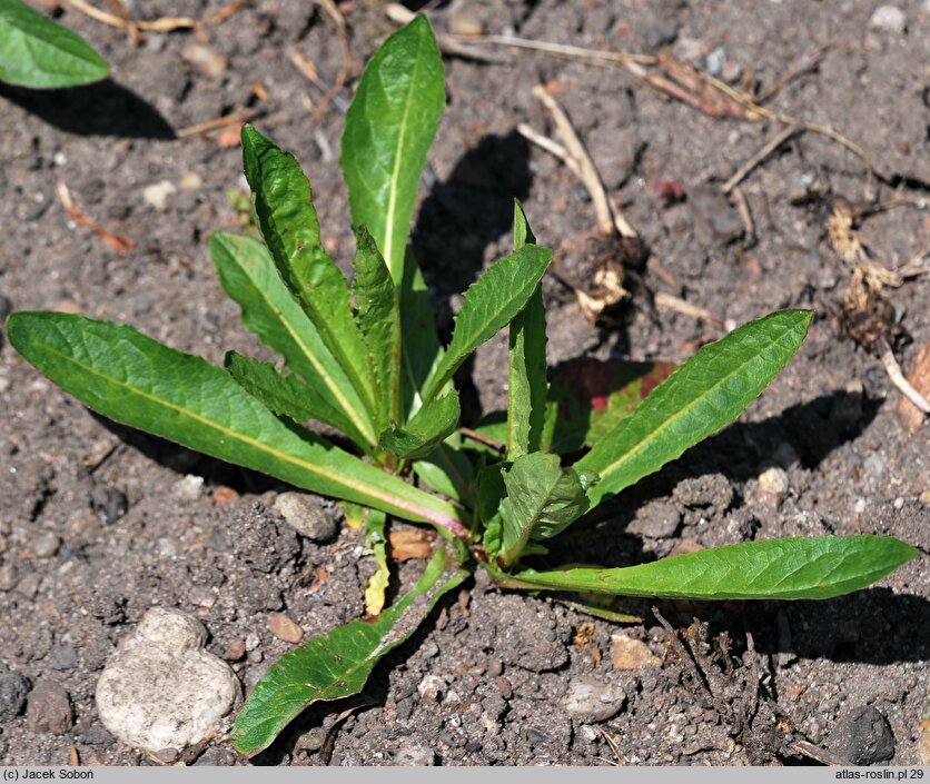 Crepis pyrenaica