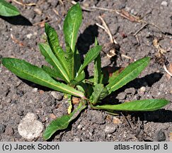 Crepis pyrenaica