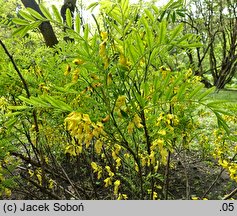 Sophora koreensis (szupin koreański)