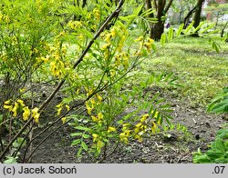 Sophora koreensis (szupin koreański)