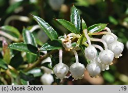 Gaultheria mucronata (pernecja chilijska)