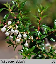 Gaultheria mucronata (pernecja chilijska)