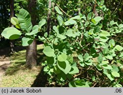 Cotinus obovatus (perukowiec amerykański)