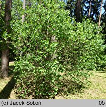 Cotinus obovatus (perukowiec amerykański)