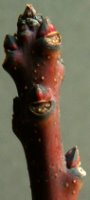Cotinus coggygria (perukowiec podolski)