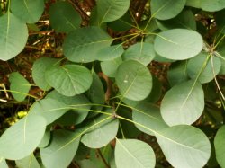 Cotinus coggygria (perukowiec podolski)