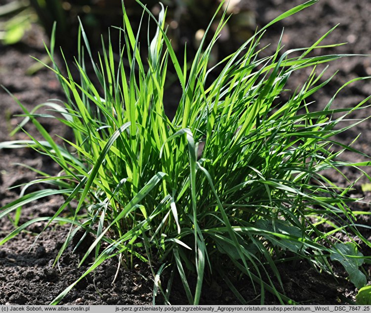 Agropyron cristatum ssp. pectinatum (perzyk grzebieniasty zgrzebłowaty)